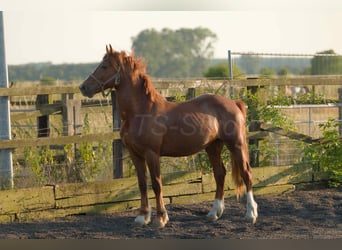 Welsh D (Cob), Gelding, 4 years, 15,2 hh, Chestnut-Red