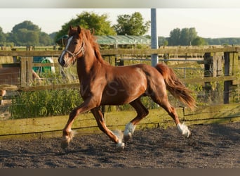 Welsh D (Cob), Gelding, 4 years, 15,2 hh, Chestnut-Red