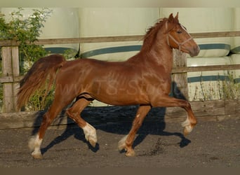 Welsh D (Cob), Gelding, 4 years, 15,2 hh, Chestnut-Red