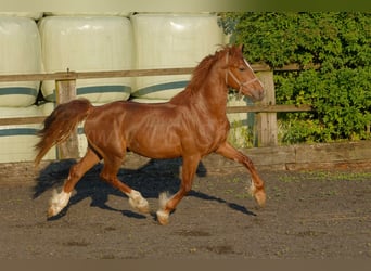 Welsh D (Cob), Gelding, 4 years, 15,2 hh, Chestnut-Red