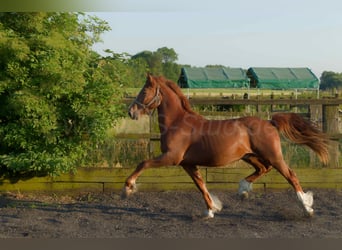 Welsh D (Cob), Gelding, 4 years, 15,2 hh, Chestnut-Red