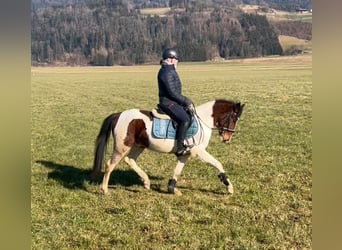 Welsh D (Cob), Gelding, 5 years, 13,2 hh, Pinto