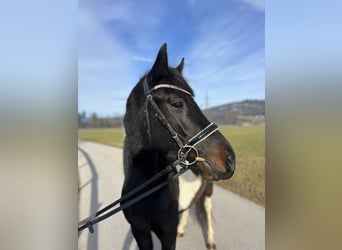 Welsh D (Cob), Gelding, 5 years, 13,2 hh, Pinto