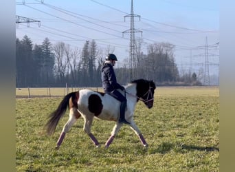 Welsh D (Cob), Gelding, 5 years, 13,2 hh, Pinto