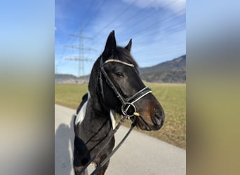 Welsh D (Cob), Gelding, 5 years, 13,2 hh, Pinto