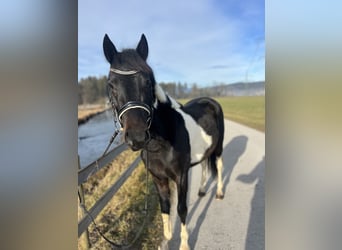 Welsh D (Cob), Gelding, 5 years, 13,2 hh, Pinto