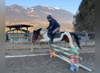 Welsh D (Cob), Gelding, 5 years, 13,2 hh, Pinto