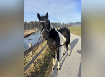 Welsh D (Cob), Gelding, 5 years, 13,2 hh, Pinto