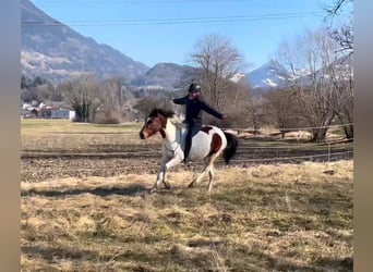 Welsh D (Cob), Gelding, 5 years, 13,2 hh, Pinto