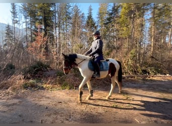 Welsh D (Cob), Gelding, 5 years, 13,2 hh, Pinto