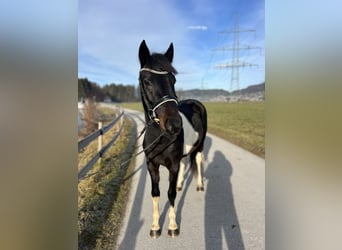 Welsh D (Cob), Gelding, 5 years, 13,2 hh, Pinto