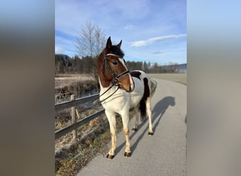 Welsh D (Cob), Gelding, 5 years, 13,2 hh, Pinto