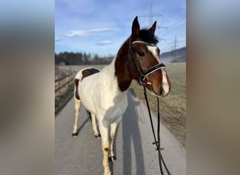 Welsh D (Cob), Gelding, 5 years, 13,2 hh, Pinto