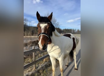 Welsh D (Cob), Gelding, 5 years, 13,2 hh, Pinto