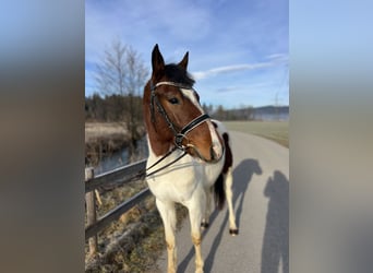 Welsh D (Cob), Gelding, 5 years, 13,2 hh, Pinto