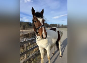 Welsh D (Cob), Gelding, 5 years, 13,2 hh, Pinto