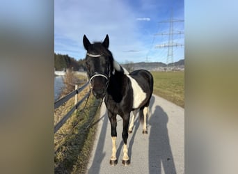 Welsh D (Cob), Gelding, 5 years, 13,2 hh, Pinto