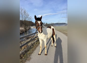 Welsh D (Cob), Gelding, 5 years, 13,2 hh, Pinto