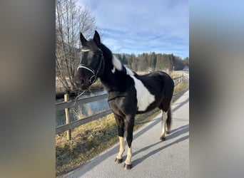 Welsh D (Cob), Gelding, 5 years, 13,2 hh, Pinto