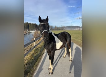 Welsh D (Cob), Gelding, 5 years, 13,2 hh, Pinto