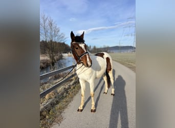 Welsh D (Cob), Gelding, 5 years, 13,2 hh, Pinto