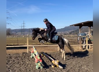 Welsh D (Cob), Gelding, 5 years, 13,2 hh, Pinto