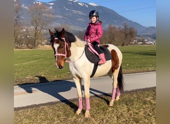 Welsh D (Cob), Gelding, 5 years, 13,2 hh, Pinto