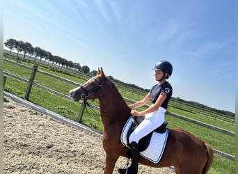 Welsh D (Cob), Gelding, 5 years, 13,3 hh, Chestnut-Red