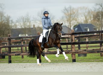 Welsh D (Cob), Gelding, 5 years, 14,1 hh, Brown