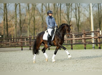 Welsh D (Cob), Gelding, 5 years, 14,1 hh, Brown