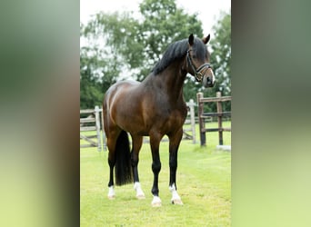 Welsh D (Cob), Gelding, 5 years, 14,1 hh, Brown