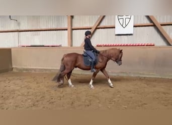 Welsh-D, Wallach, 5 Jahre, 14,1 hh, Fuchs