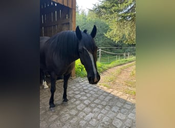 Welsh D (Cob), Gelding, 5 years, 14,2 hh, Black