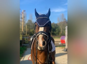 Welsh D (Cob), Gelding, 5 years, 14.2 hh, Brown