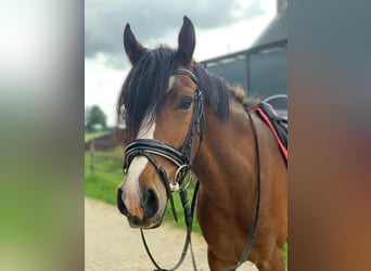 Welsh D (Cob), Gelding, 5 years, 14.2 hh, Brown