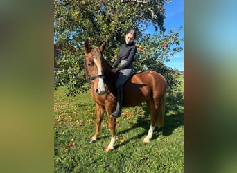 Welsh D (Cob) Mix, Gelding, 5 years, 14,2 hh, Chestnut-Red