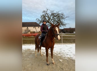 Welsh D (Cob) Mix, Gelding, 5 years, 14,2 hh, Chestnut-Red