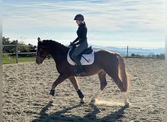 Welsh D (Cob) Mix, Gelding, 5 years, 14,2 hh, Chestnut-Red