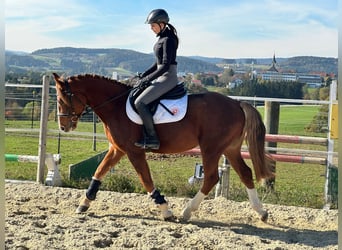 Welsh D (Cob) Mix, Gelding, 5 years, 14,2 hh, Chestnut-Red