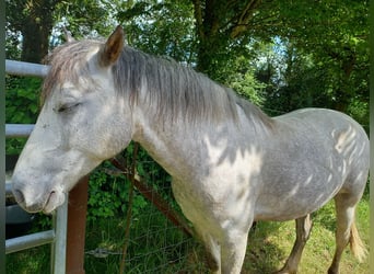 Welsh D (Cob), Gelding, 5 years, 14,2 hh, Gray