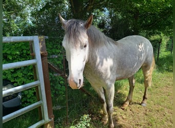 Welsh D (Cob), Gelding, 5 years, 14,2 hh, Gray