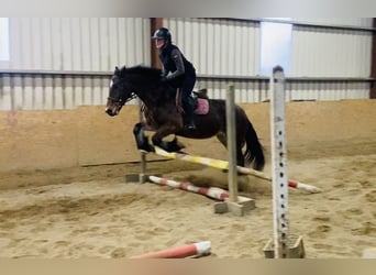 Welsh D (Cob), Gelding, 5 years, 15,1 hh, Brown