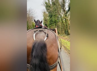 Welsh D (Cob), Gelding, 5 years, 15,1 hh, Brown