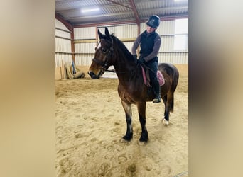 Welsh D (Cob), Gelding, 5 years, 15,1 hh, Brown