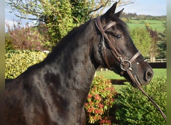 Welsh D (Cob), Gelding, 5 years, 15 hh, Bay-Dark