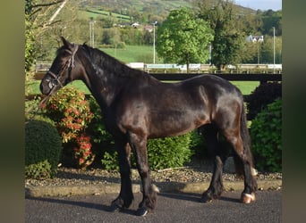 Welsh D (Cob), Gelding, 5 years, 15 hh, Bay-Dark