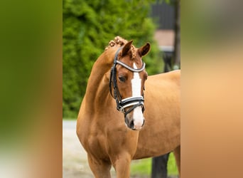 Welsh D (Cob), Gelding, 6 years, 14,1 hh, Chestnut-Red