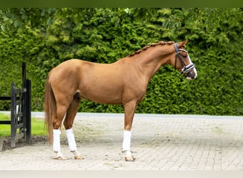 Welsh D (Cob), Gelding, 6 years, 14,1 hh, Chestnut-Red