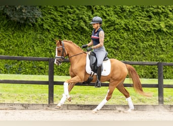 Welsh D (Cob), Gelding, 6 years, 14,1 hh, Chestnut-Red