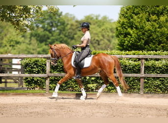 Welsh D (Cob), Gelding, 6 years, 14,1 hh, Chestnut-Red